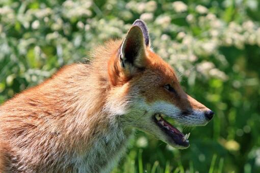 大兴安岭红狐是保护动物吗？长什么样？现在有多少只？