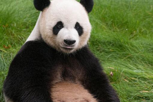 熊猫能活多少年