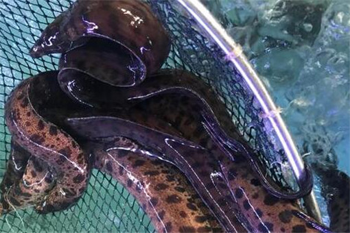 野生石鳗鱼价格多少钱一斤?有哪些功效与作用?