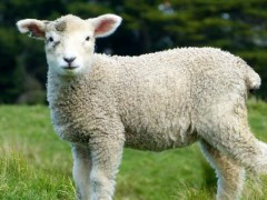羊从出生到出栏需多长时间？达达搜为你分享五个养羊技术！