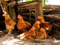 2020年冬季养鸡场适合用什么保暖措施？