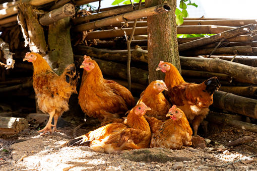冬季养鸡场适合用什么保暖措施