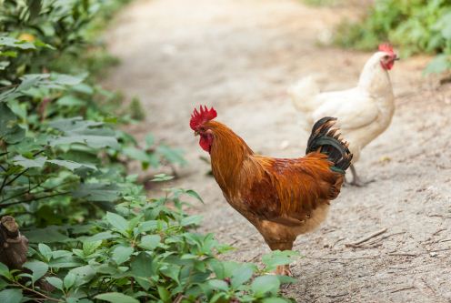 养鸡过程中出现长痘的情况该怎么办？