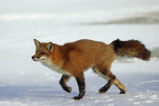 大兴安岭红狐是保护动物吗？长什么样？现在有多少只？