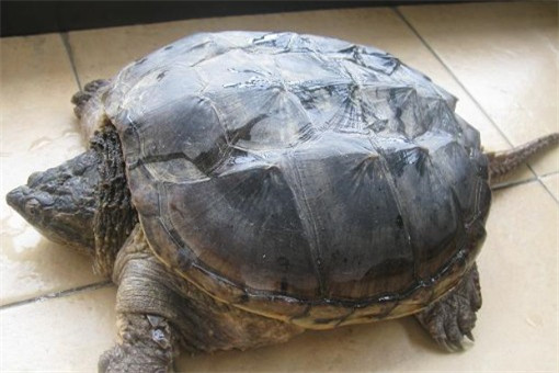 纯种佛鳄是鳄龟当中最贵的一个品种,苗今年开盘是400元/只左右,到现在