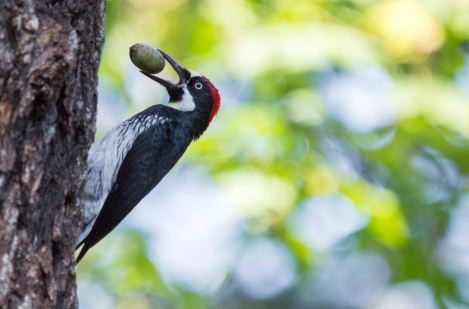 啄木鸟的尾巴有什么作用？我国常见的种类有哪些？