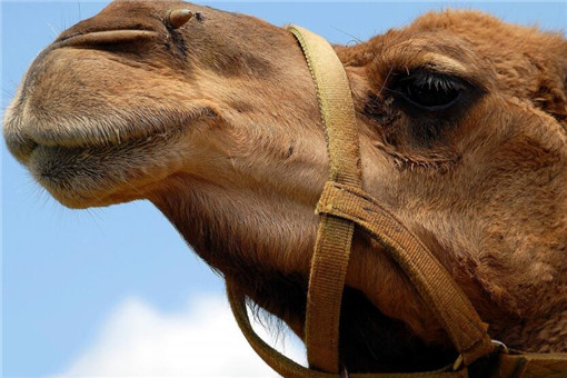 为什么骆驼很少人养？