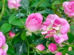 花卉含氮的肥料有哪些？