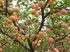 果树开春用什么复合肥？