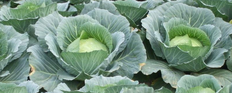 蔬菜从<a href=https://www.dadasou.com/ny/zhongzhi/ target=_blank class=infotextkey>种植</a>到餐桌上的过程