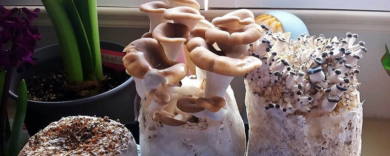 菌菇包怎么种植？