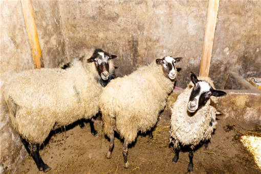 春季羊舍消毒方法