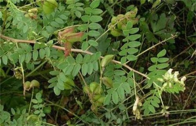 黄芪种植中常见的问题