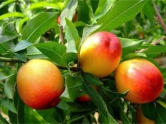 桃树成果率低是什么问题？哪些因素会影响到桃子的成果率？