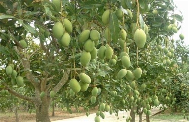 芒果 结果树 施肥管理