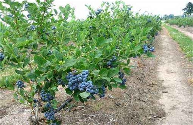 蓝莓土壤调酸技术