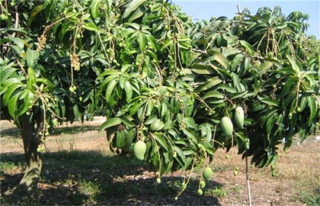 芒果 结果树 施肥管理