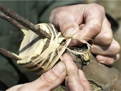 樱桃树芽接时间和方法！什么时间最好？樱桃树选穗和削取接芽法！