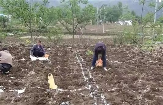 复合肥使用注意事项
