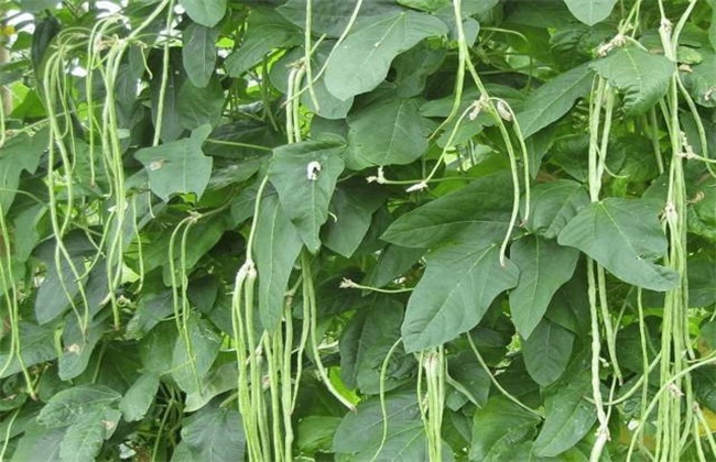 春季露地豆角种植技术