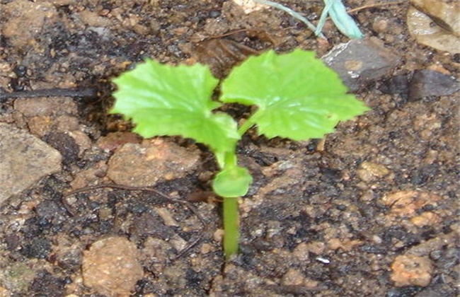 苦瓜定植后管理技术