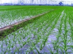 早春大蒜的田间管理！开春大蒜什么时候浇水？追肥的最佳时间？