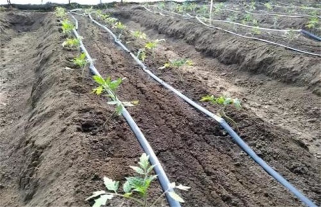 番茄 滴灌施肥技术