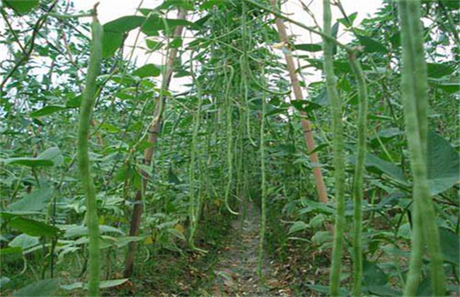 春季露地豆角种植技术