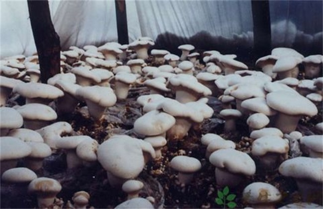 白灵菇生长 环境要求