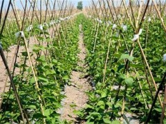 春季露地豆角种植技术！几月种植最好？春季豆角种植时间和方法！