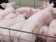 养猪如何快速增肥？有让猪快速增肥的东西吗？只需做到以下操作！