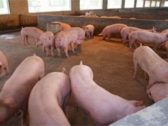 养猪时常见的错误喂养行为！怎么喂养才是正确的？养猪必读！