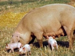 母猪受胎率低的原因！四个因素导致母猪受胎率低！养猪必看！