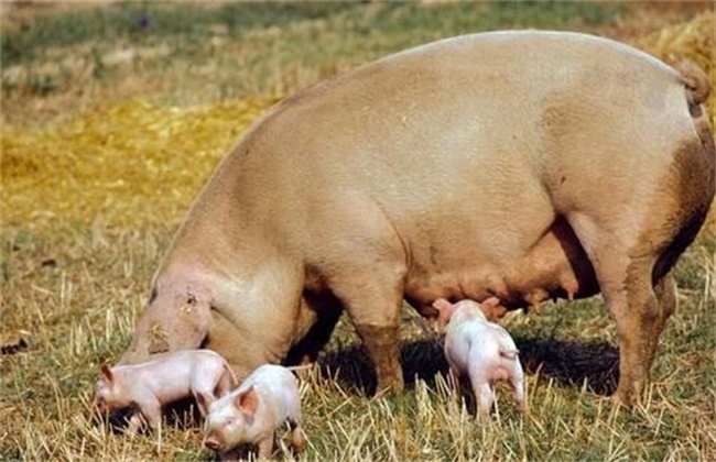 母猪 受胎率低 原因