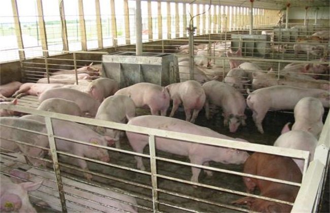 养猪 如何 节省饲料