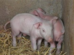 冷应激对猪的影响！冷应激对猪有什么影响？养猪户必看！