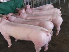 母猪饲养常见误区！饲养母猪常见问题及应对措施！