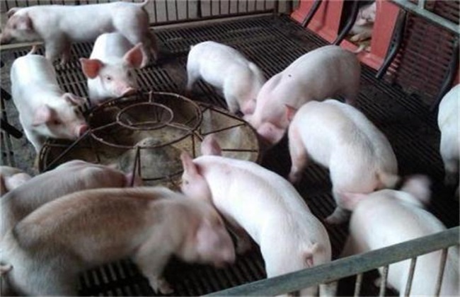 猪低温症怎么治疗 猪低温症