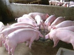 新手养猪小常识！猪也要讲究卫生，猪圈不能太潮湿！
