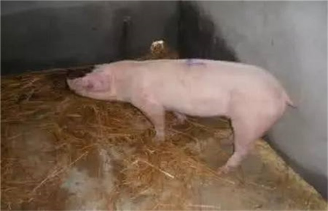猪低温症怎么治疗 猪低温症