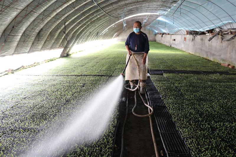 乌苏市大棚番茄育苗凭借多年经验出苗率95%以上，长势喜人！