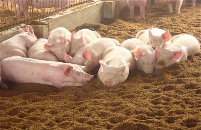 发酵床养猪优缺点 发酵床养猪