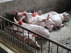 生猪不同生长阶段的疾病防控要点！分娩期、保育期和育肥期管理！