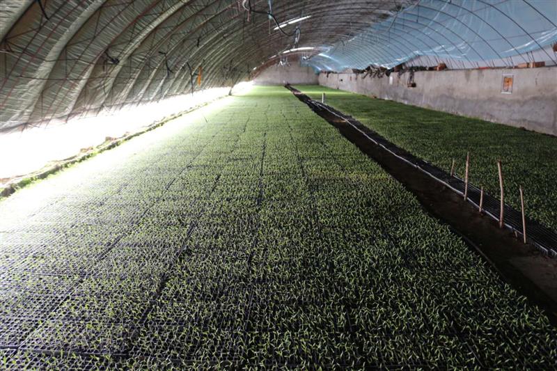 乌苏市大棚番茄育苗凭借多年经验出苗率95%以上，长势喜人！