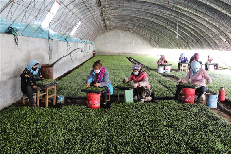 乌苏市大棚番茄育苗凭借多年经验出苗率95%以上，长势喜人！