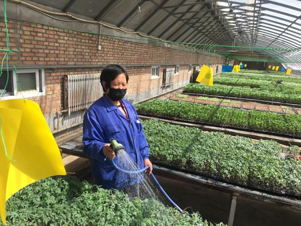 北京果蔬创新团队牵头：实现番茄种植数字化管理与少人化模式！
