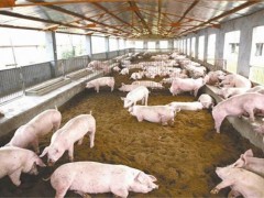 发酵床养猪的优缺点！发酵床养猪有什么优点？缺点又是什么？