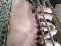 哺乳母猪进食量低的原因！温度不适与便秘、缺少运动等原因导致！