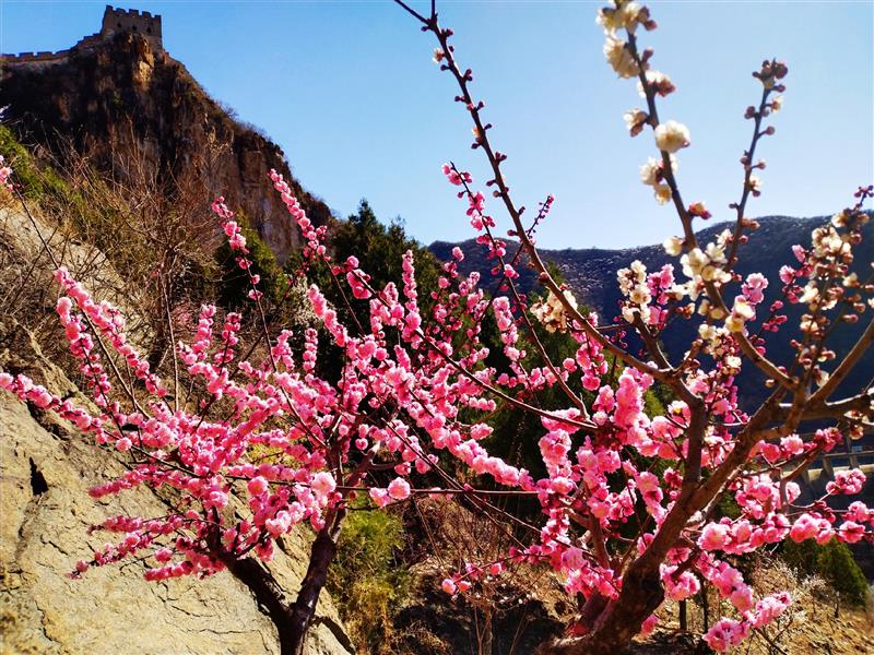 北京怀柔响水湖启动“梅花香雪海”3年规划每年将有3500株梅花进行抗寒驯化