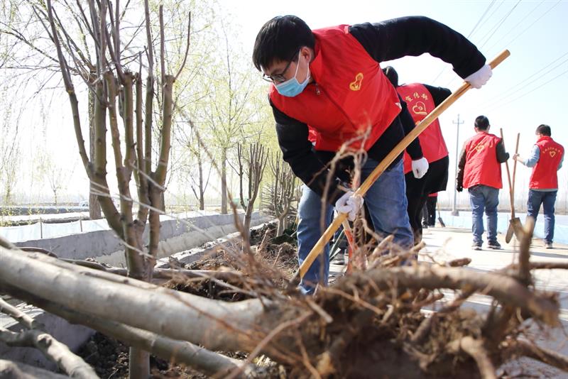 天津宝坻区的刚刚命名的“海棠路”栽下了365株美丽的西府海棠